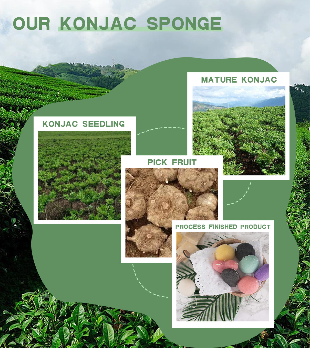 ultimo caso aziendale circa Le spugne Konjac sono derivate dal tubero della pianta Konjac